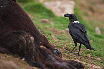 White necked Raven (Corvus albicollis), Giant's Castle, Drakensberg, KwaZulu-Natal, South Africa, October