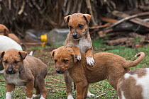 Domestic puppies playing, Hidden Valley, KwaZulu-Natal, South Africa