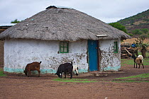 Goats in front of Zulu house, Hidden Valley, KwaZulu-Natal, South Africa, October 2006