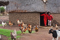 Two Zulu boys, chicken and a goat in front of a Zulu hut, Hidden Valley, KwaZulu-Natal, South Africa, October 2006