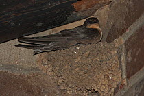 Rock Martin (Ptyonoprogne fuligula), nest at house under the roof, Zulu Falls, Hidden Vallley, KwaZulu-Natal, South Africa