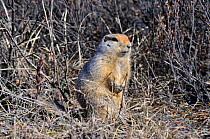 Arctic / Parry's ground squirrel (Spermophilus parryii, Magadan oblast, Far East Russia, May