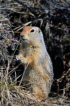 Arctic / Parry's ground squirrel (Spermophilus parryii, Magadan oblast, Far East Russia, May