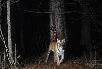Camera trap image of wild female Siberian tiger (Panthera tigris altaica) scent marking the trunk of a Cedar (Cedrus) tree,  Lazovsky Zapovednik Nature Reserve, Primorsky Krai, Far East Russia, April...