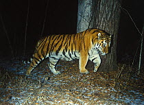 Camera trap image of wild male Siberian tiger (Panthera tigris altaica) scent marking the trunk of a cedar (Cedrus) tree, Lazovsky Zapovednik Nature Reserve, Primorsky Krai, Far East Russia, December...