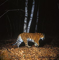 Camera trap image of wild Siberian tiger (Panthera tigris altaica) walking through woodland, Lazovsky Zapovednik Nature Reserve, Primorsky Krai, Far East Russia, November 1994