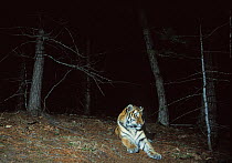 Camera trap image of wild Siberian tiger (Panthera tigris altaica), Lazovsky Zapovednik Nature Reserve, Primorsky Krai, Far East Russia, November 1995.
