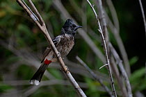 Red vented bulbul (Pycnonotus cafer) India, March