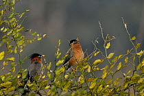 Black headed starlings (Sturnus pagodarum) singing in bush, Keoladeo Ghana National Park, Bharatpur, Rajasthan, India, March