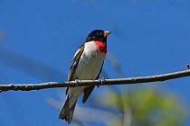 Rose breasted grosbeak (Pheucticus ludovicianus) male on branch, Pointe Pelee, Ontario, Canada May