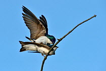 Tree swallows (Tachyneta bicolor) mating, Pointe Pelee, Ontario, Canada May