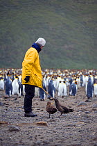 Skuas tugging on mans coat string, whilst he watches King Penguins, South Georgia, Antarctica. February 2007