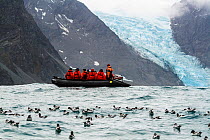 Zodiac boat with tourists at Elephant Island. Raft of Cape Petrels, (Daption capense) on surface, South Shetland Islands, Antarctic Peninsula, Antarctica. February.