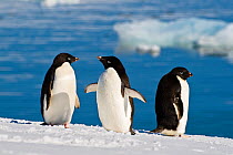 Adelie Penguins (Pygoscelis adeliae) Antarctic Peninsula, Antarctica. February.