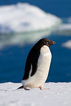 Adelie Penguin (Pygoscelis adeliae) Antarctica. February.