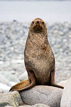 Antarctic Fur Seal (Arctocephalus gazella) Half Moon Island, South Shetland Island, Antarctica. February.