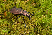 Ground beetle (Carabus granulatus) large ground beetle usually found in wet meadows and flood plains, Captive, UK, September