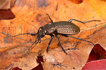 Ground beetle (Carabus granulatus) large ground beetle usually found in wet meadows and flood plains, Captive, UK, September
