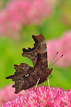 Comma butterfly (Polygonia c-album) feeding on flower of Ice plant (Sedum)  in garden, Hertfordshire, UK, September