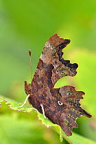 Comma butterfly (Polygonia c-album) at rest with wings closed on Hazel leaf showing comma shaped pheromone gland, Hertfordshire, UK, September