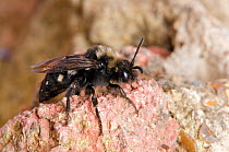Cuckoo bee (Melecta albifrons) parasite of (Anthophora plumipes) on old wall where host species nests, Hertfordshire, England, UK, April
