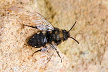 Cuckoo bee (Melecta albifrons) parasite of (Anthophora plumipes) on old wall where host species nests, Hertfordshire, England, UK, April