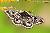 Small emperor moth (Saturnia pavonia) female with wings open showing eyespots on lichen covered twig, Captive, UK, April