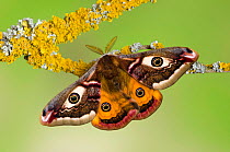 Small emperor moth (Saturnia pavonia) male with wings open showing eyespots on lichen covered twig, Captive, UK, April