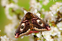 Small emperor moth (Saturnia pavonia) male with wings closed on Blackthorn, Captive, UK, April