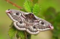 Small emperor moth (Saturnia pavonia) female showing eyespots, Captive, UK, April