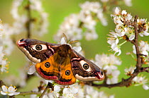 Small emperor moth (Saturnia pavonia) male with wings open showing eyespots on Blackthorn, Captive, UK, April