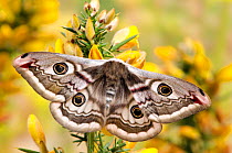 Small emperor moth (Saturnia pavonia) female with wings open showing eyespots on Gorse, Captive, UK, April