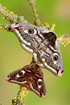 Small emperor moth (Saturnia pavonia) male below female, on lichen covered twig, Captive, UK, April