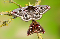 Small emperor moth (Saturnia pavonia) male below; female with wings open showing eyespots on lichen covered twig, Captive, UK, April