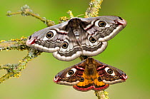 Small emperor moth (Saturnia pavonia) male (bottom)  and female with wings open showing eyespots on lichen covered twig, Captive, UK, April