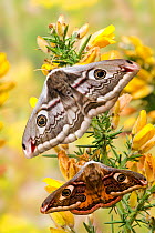 Small emperor moth (Saturnia pavonia) male below female both displaying eyespots on Gorse, Captive, UK, April
