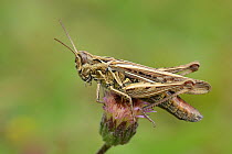 Common field grasshopper (Chorthippus brunneus) sitting on sead head, Hertfordshire, England, UK, August