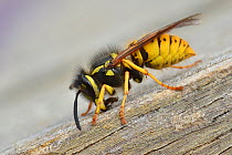 German wasp (Vespula germanica) collecting wood to make pulp for nest building, Hertfordshire, England, UK, August