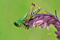 Meadow / Short Horned grasshopper (Chorthippus parallelus) portrait on flower head, Hertfordshire, England, UK, July