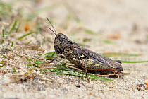Mottled grasshopper (Myrmeleotettix maculatus) on sandy pathway of lowland heath, Surrey, England, UK, August