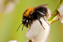 Tree Bumblebee (Bombus hypnorum) foraging on catkins of Sallow, Hertfordshire, England, UK, March