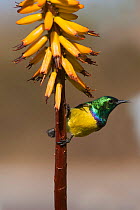 Collared sunbird male (Hedydipna collaris) on Aloe plant, Kruger National Park, South Africa, June 2012