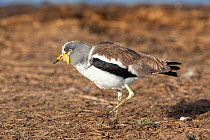 White crowned wattled plover / lapwing (Vanellus albiceps), Kruger National Park, South Africa, June