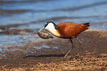 African jacana (Actophilornis africanus) with scavenged fish, Kruger National Park, South Africa, June