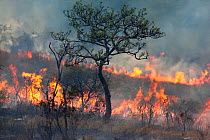 Wild fire raging in Imfolozi game reserve, Kwazulu Natal, South Africa, June 2012