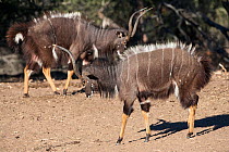 Nyala (Tragelaphus angasii), bulls lateral presentation display, Mkhuze Game Reserve, South Africa
