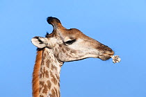 Giraffe (Giraffa camelopardalis) chewing bone to extract nutrients (osteophagy), Hluhluwe iMfolozi Park, Kwazulu Natal, South Africa