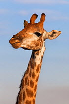 Giraffe (Giraffa camelopardalis) with Red billed oxpecker (Buphagus erythrorhynchus) iMfolozi game reserve, KwaZulu Natal, South Africa