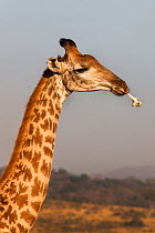 Giraffe (Giraffa camelopardalis), chewing bone to extract nutrients (osteophagy), Hluhluwe iMfolozi Park, Kwazulu Natal, South Africa