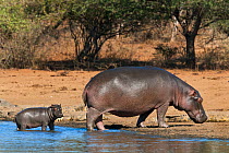 Hippopotamus (Hippopotamus amphibius) with calf, Kruger National Park, Mpumalanga, South Africa